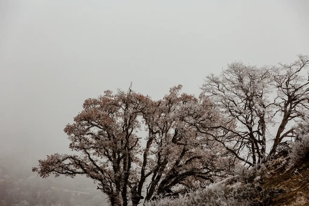 Trees of the Hill