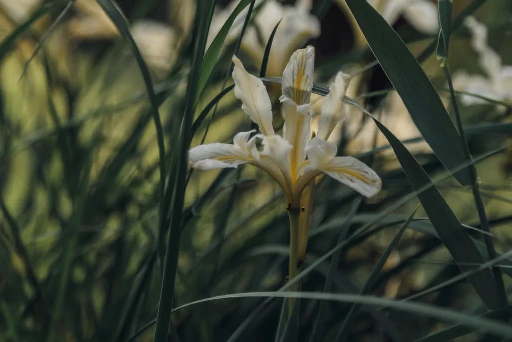 Quiet Iris in Grass