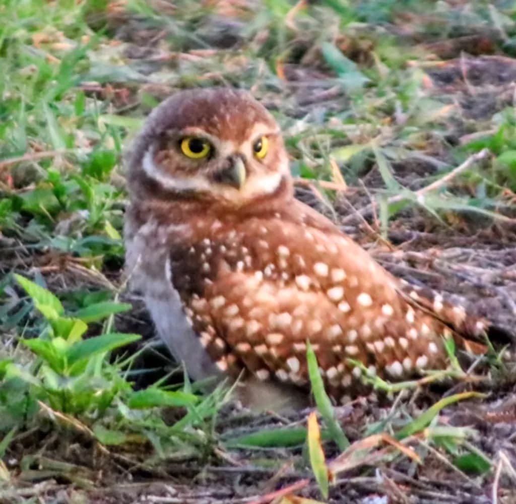 Burrowing Owl Watch