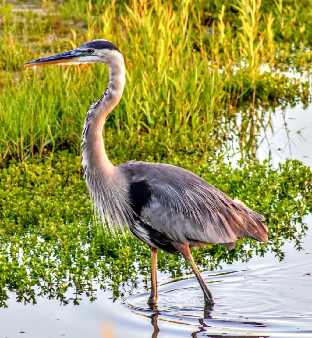 Marsh Sentinel