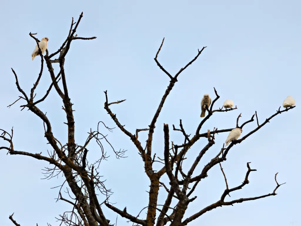 Autumn Perch: Corellas at Rest