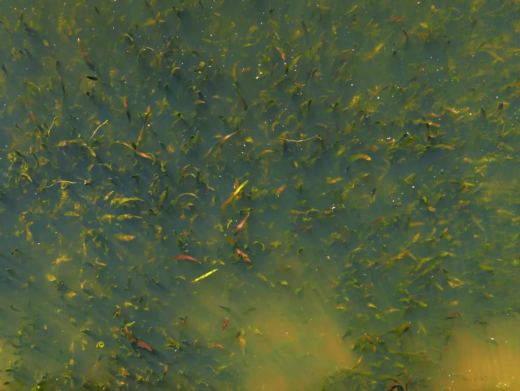 Shallow Green Water and Water Ribbons at Jells Park