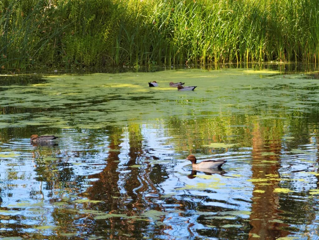Late Morning Marsh Reflections at Croydon Park
