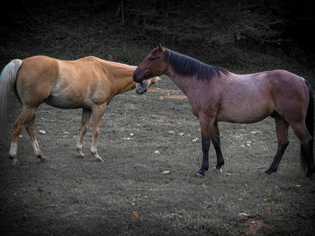 Horses Quiet Connection