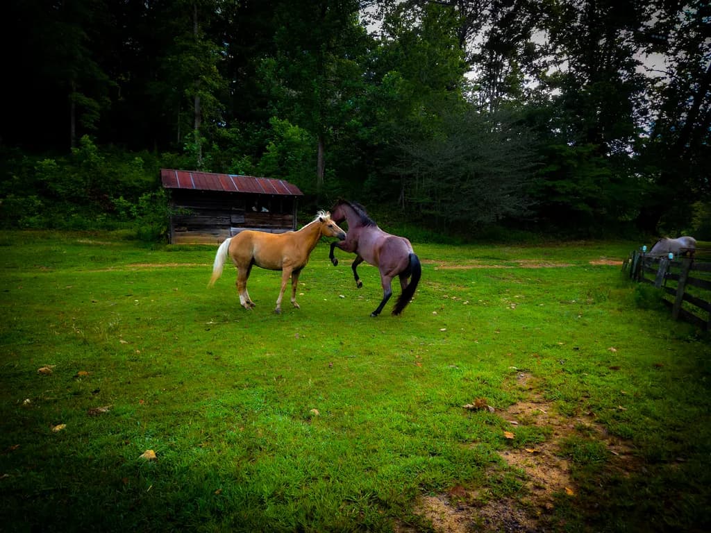 Pasture Horses Interaction