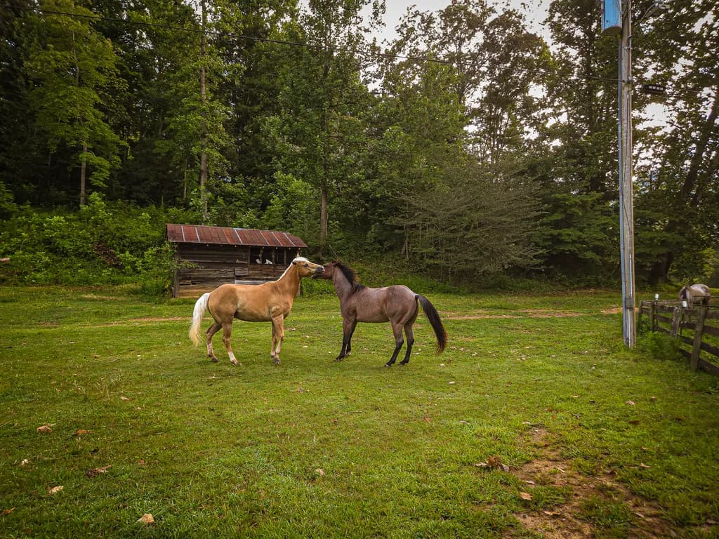 Pasture Horses Moments