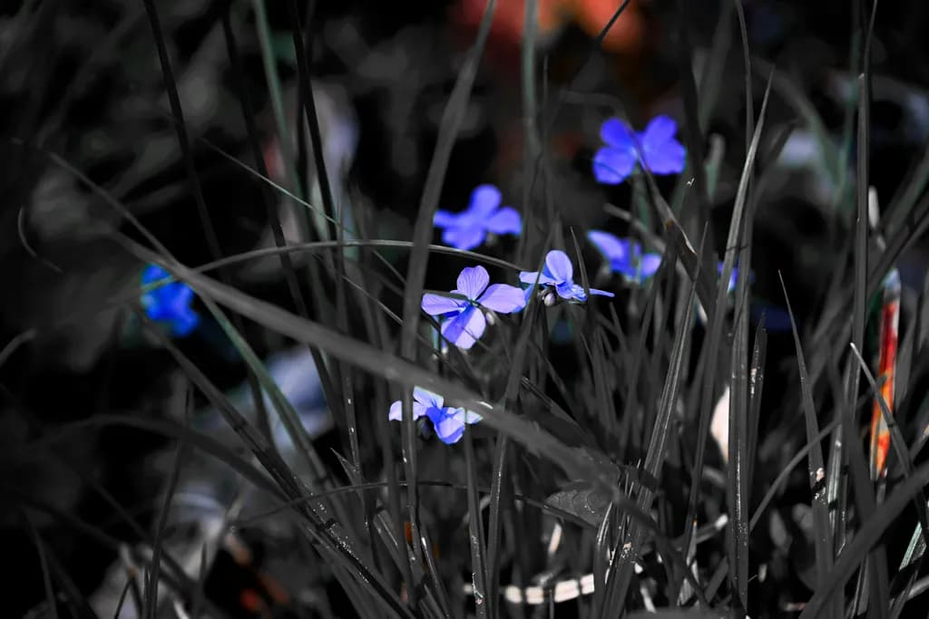 Wild Blue Violet