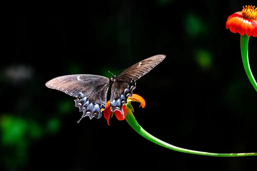 "Butterfly on Flower"