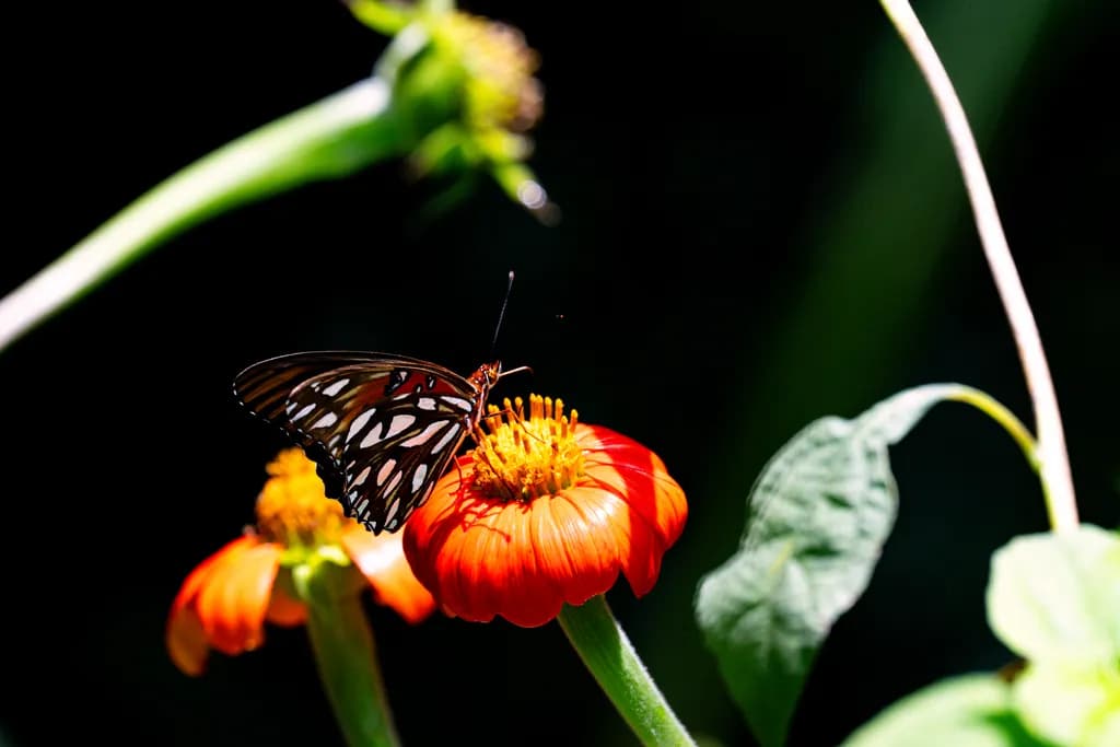 Butterfly on Orange Flower