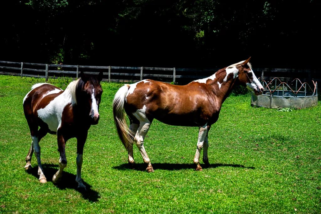 Painted Horses in Pasture