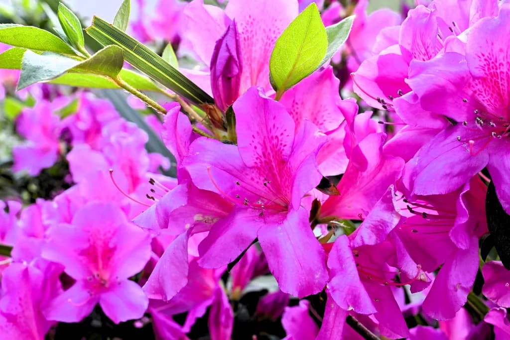 "Pink Azalea Bouquet"