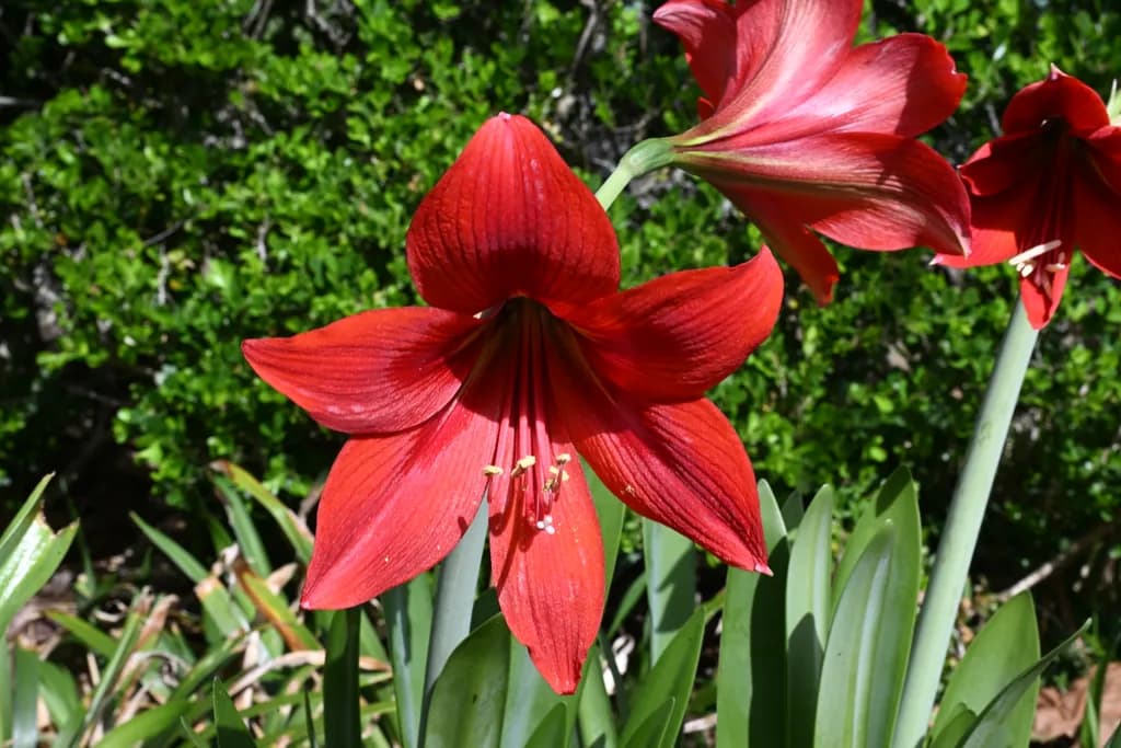 "Red Amaryllis"