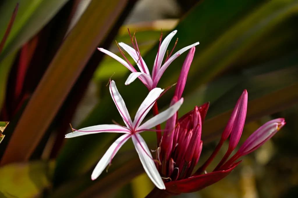 "Spider Lily"