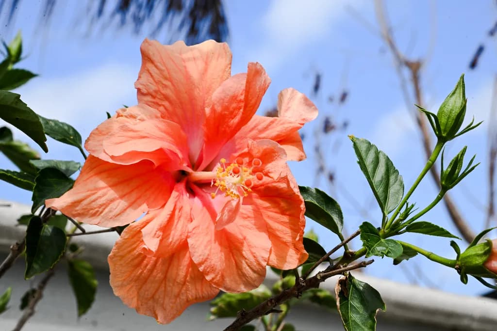"Vibrant Orange Hibiscus"