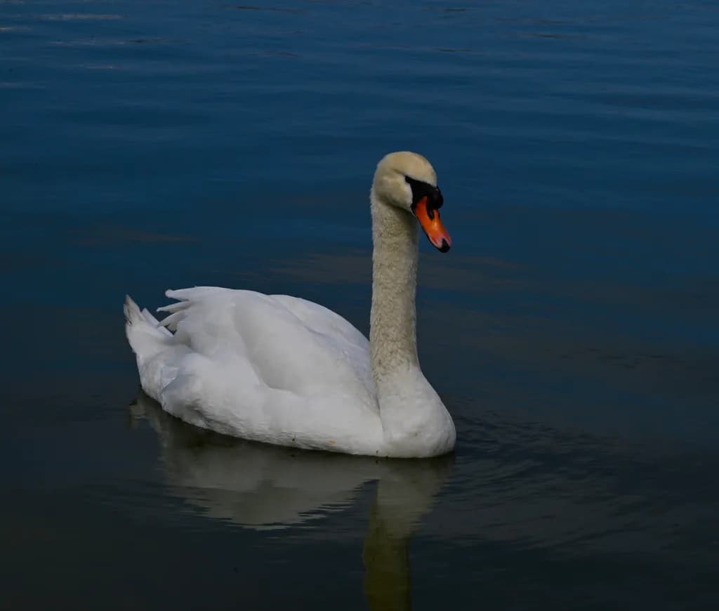 Swan Reflection