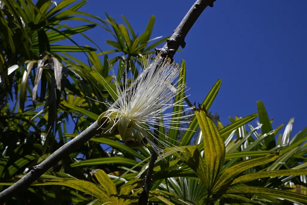 "Shaving Brush Bloom"