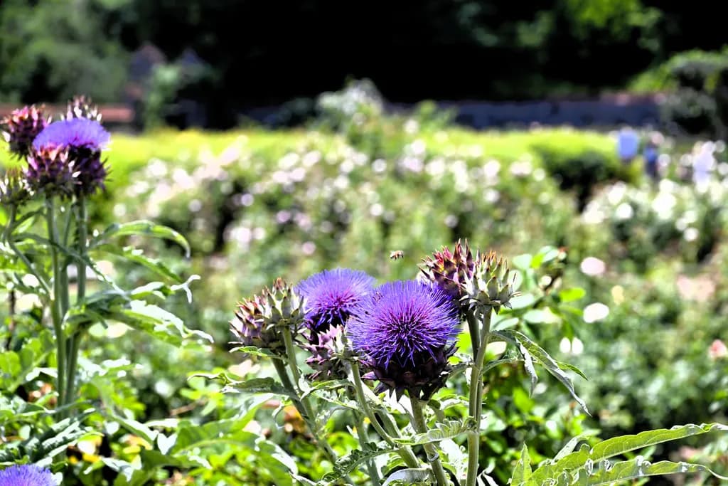 "Scottish Thistle"