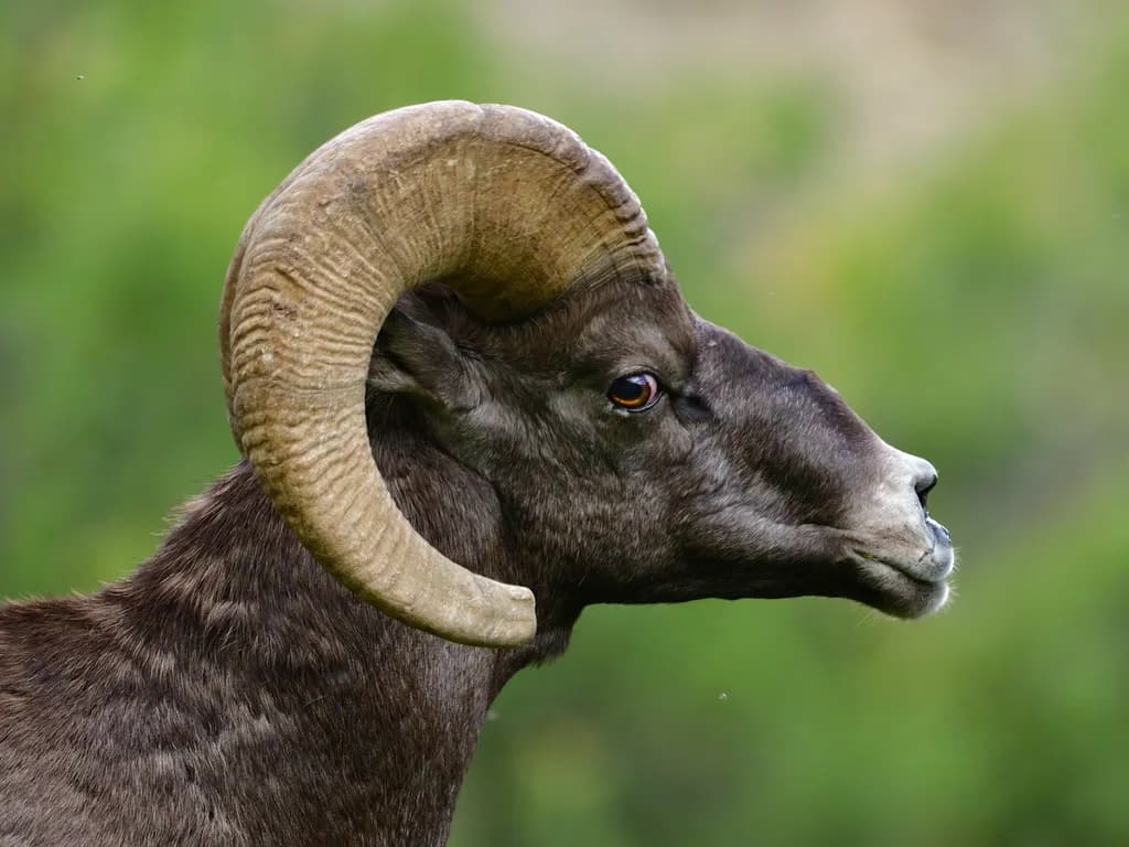 Majestic Ram: A Profile of Strength in Nature's Embrace