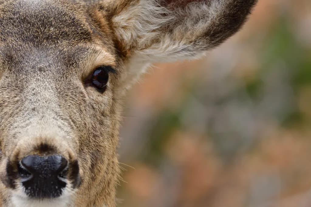 Whispers of the Forest: A Close-Up Encounter with a Majestic Deer