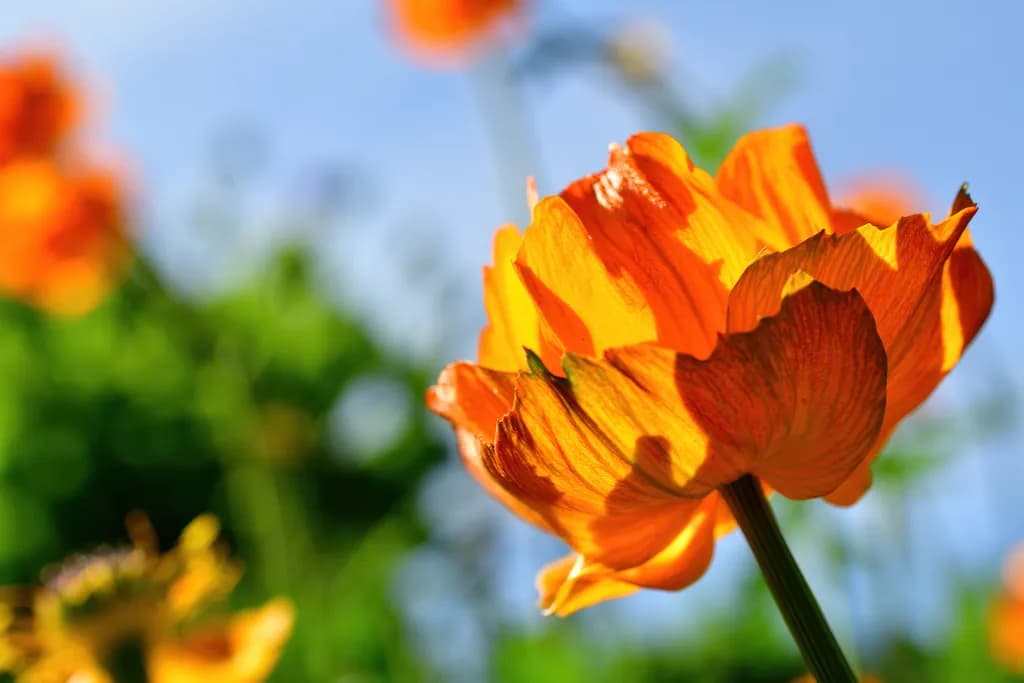 Golden Petals: A Close-Up of Nature's Radiance in Colorado's Blooming Landscape