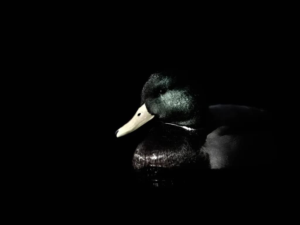 Shadow Mallard