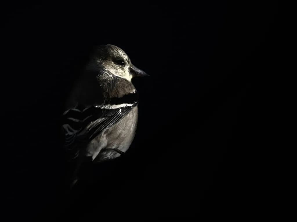 Shadow Goldfinch