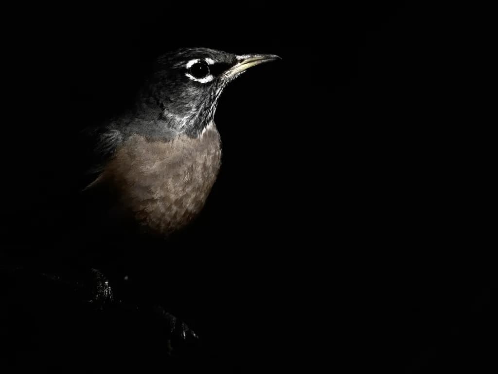 Shadow Robin