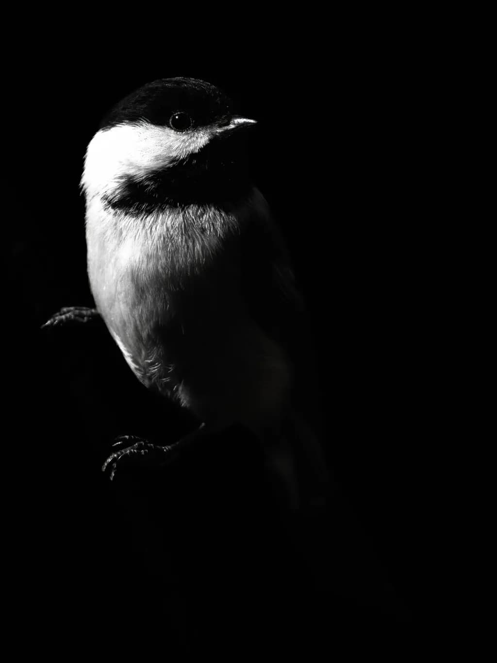 Shadow Black-Cap