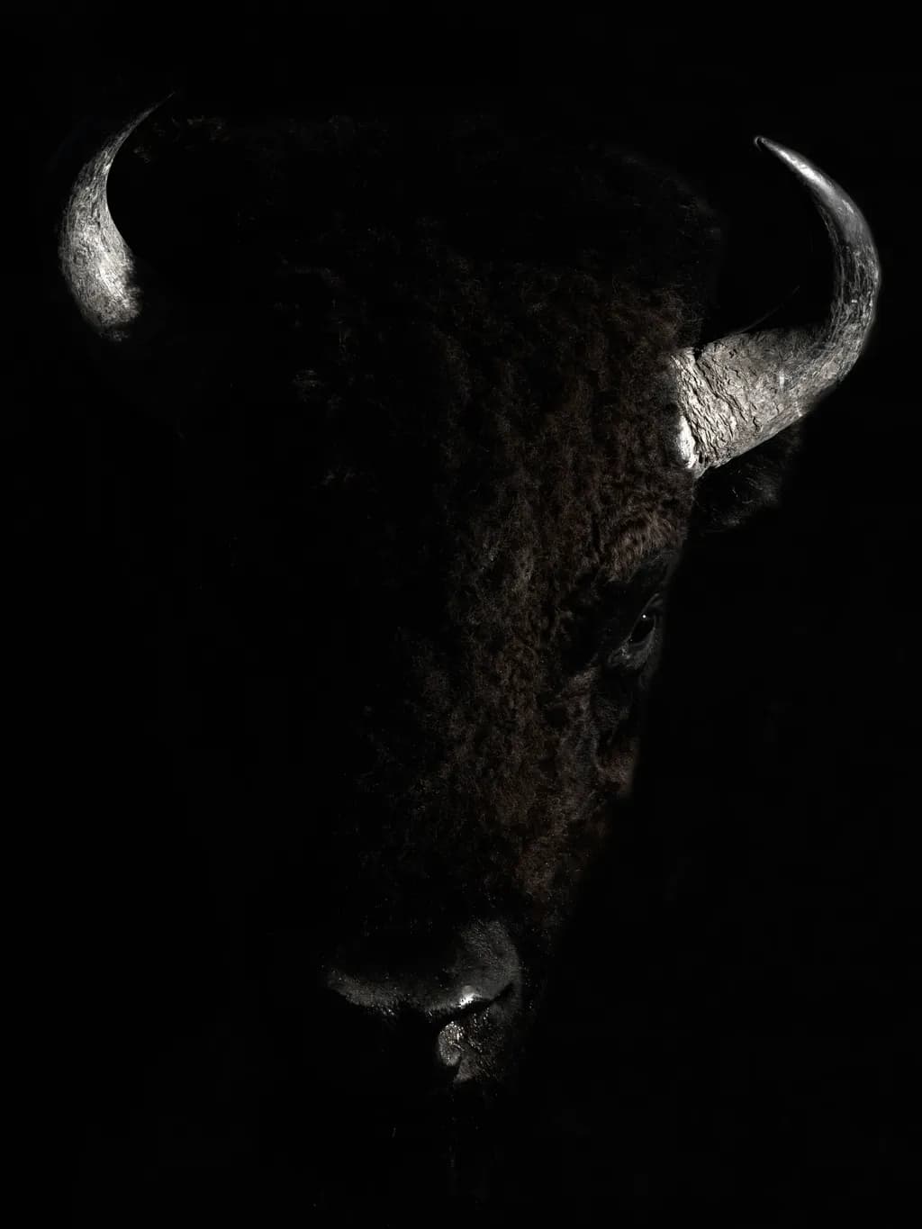Shadowed Bison Glance