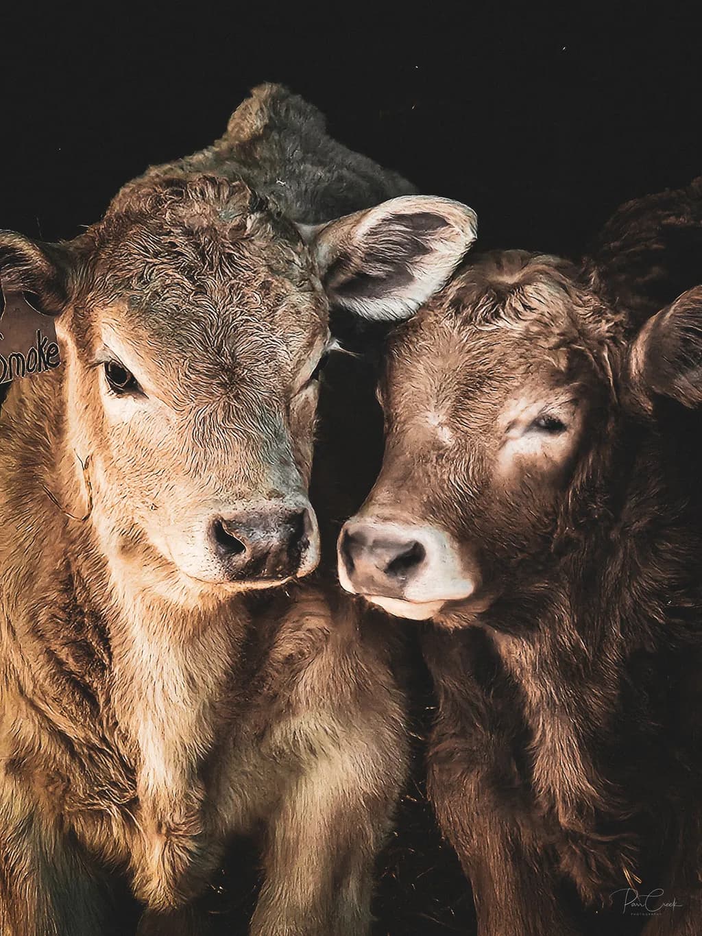 Smoke N Fire Calves