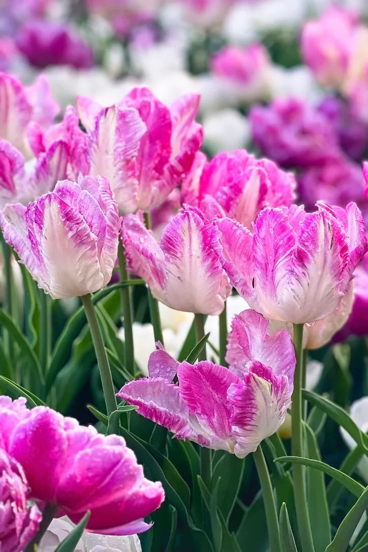 Pink Tulips in Spring