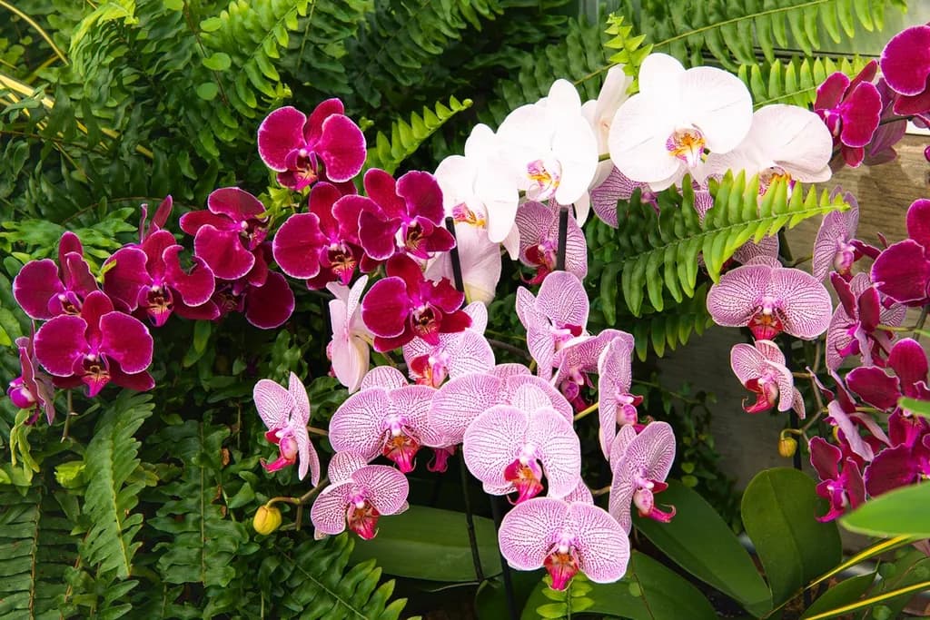 Orchids Blooming in Harmony