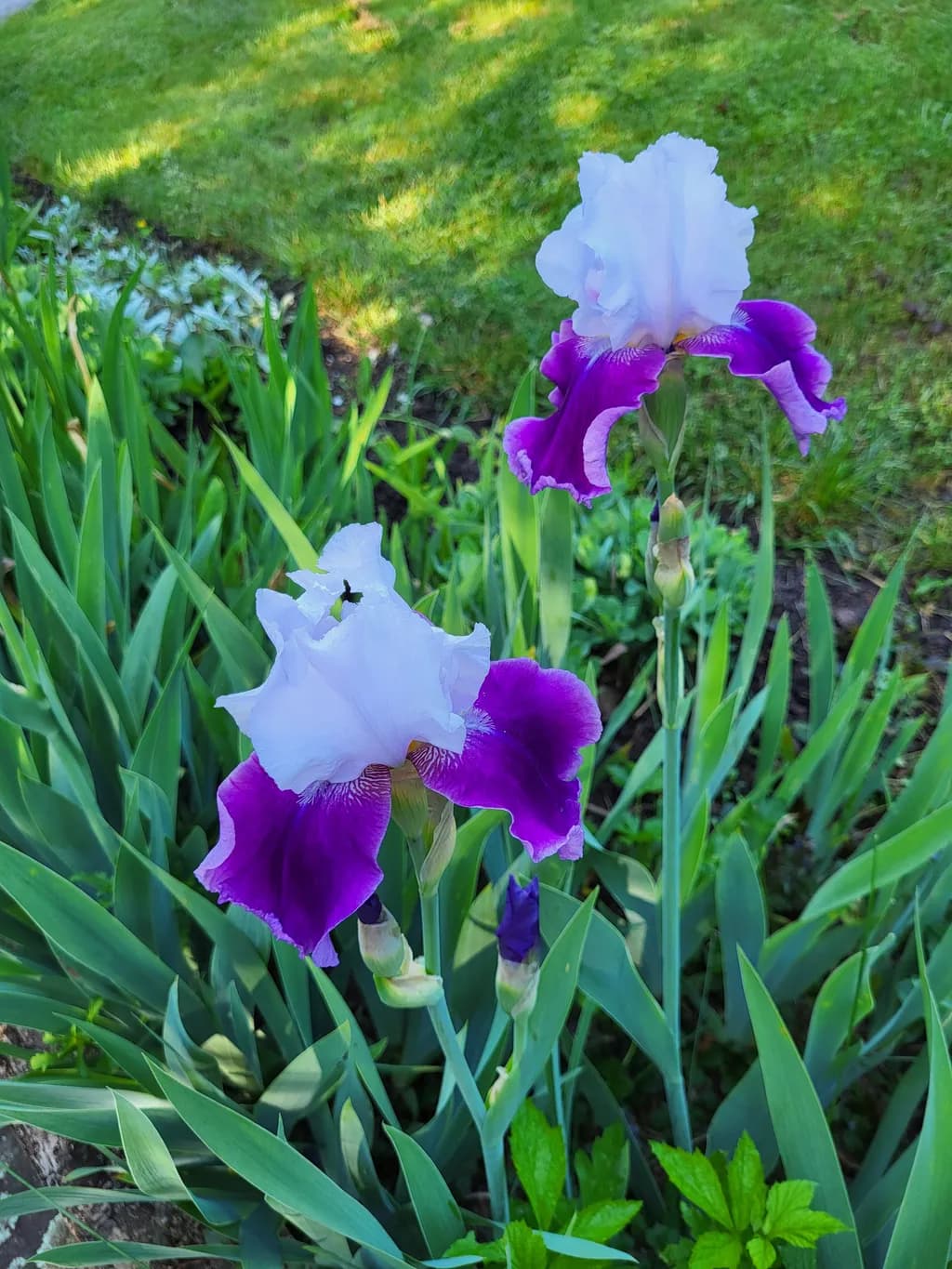 Whispers of Spring: The Enchanting Iris Blossom in Nature's Embrace