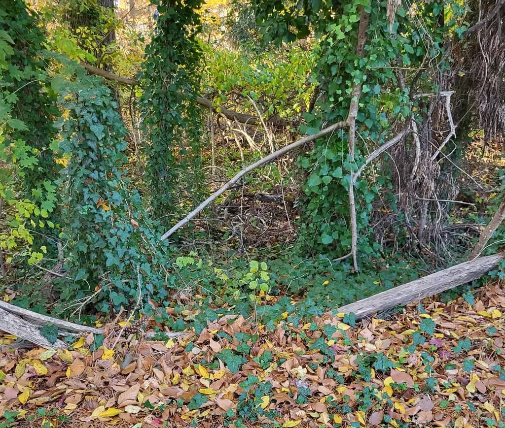 Whispers of Nature: A Tapestry of Green and Gold in the Forest Underbrush