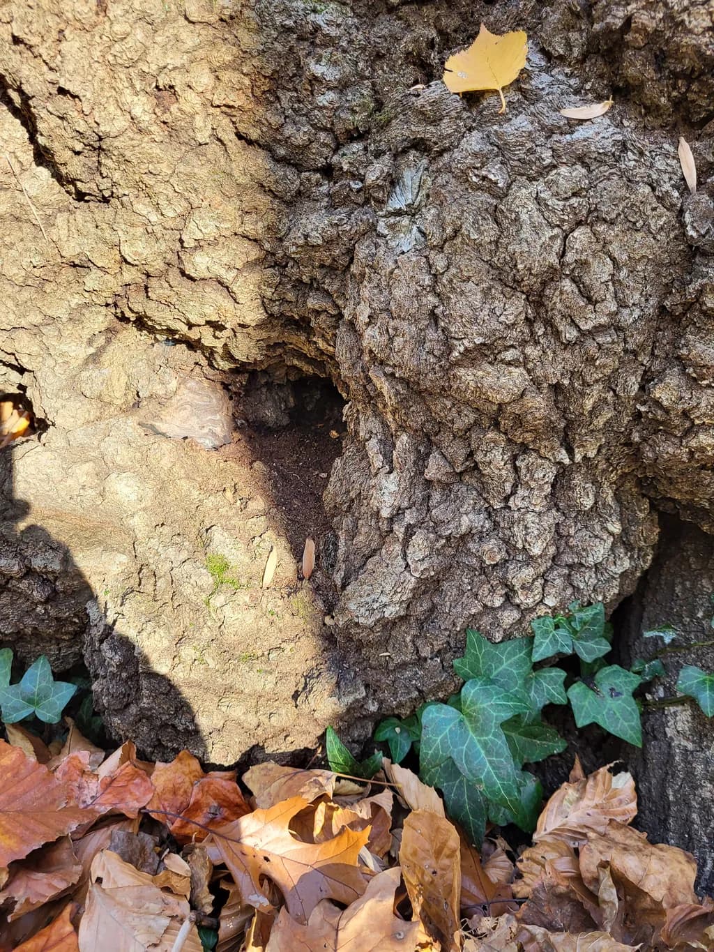 Whispers of Nature: The Textured Dance of Leaves and Bark