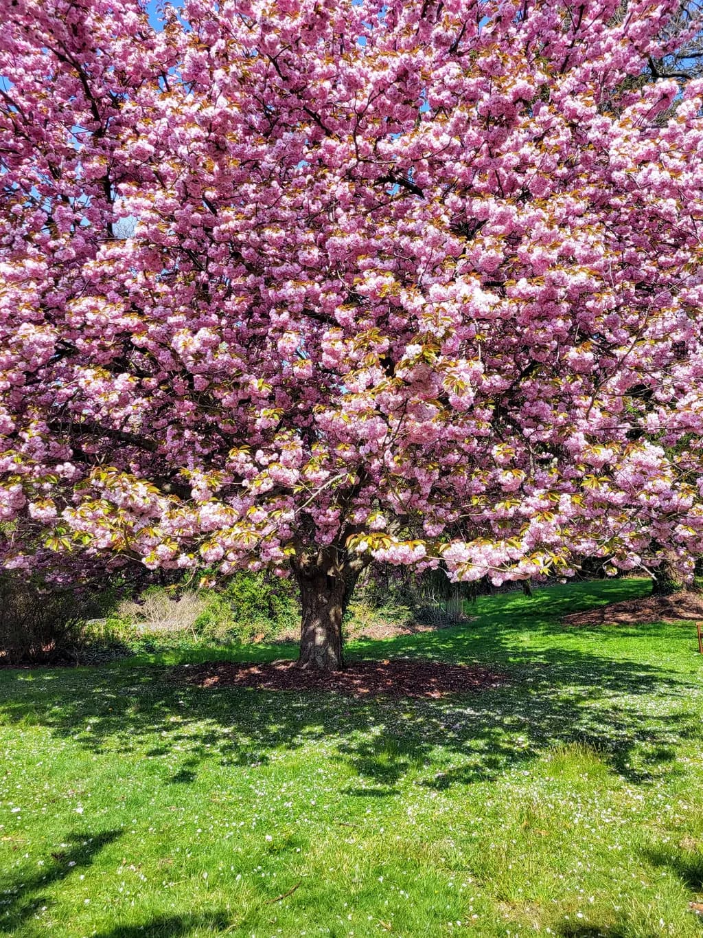 Blossoms of Spring: A Vibrant Celebration of Nature's Beauty in Full Bloom