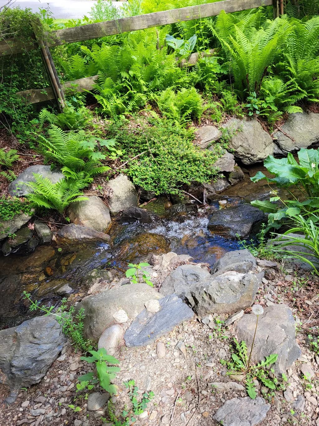 Whispers of the Stream: A Serene Encounter with Nature's Greenery and Flowing Waters