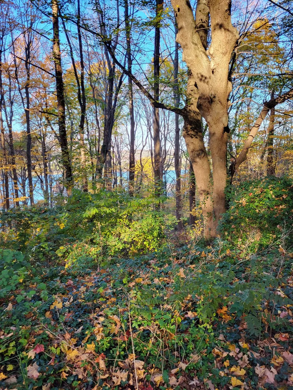 Whispers of Autumn: A Serene Forest Escape by the Water's Edge