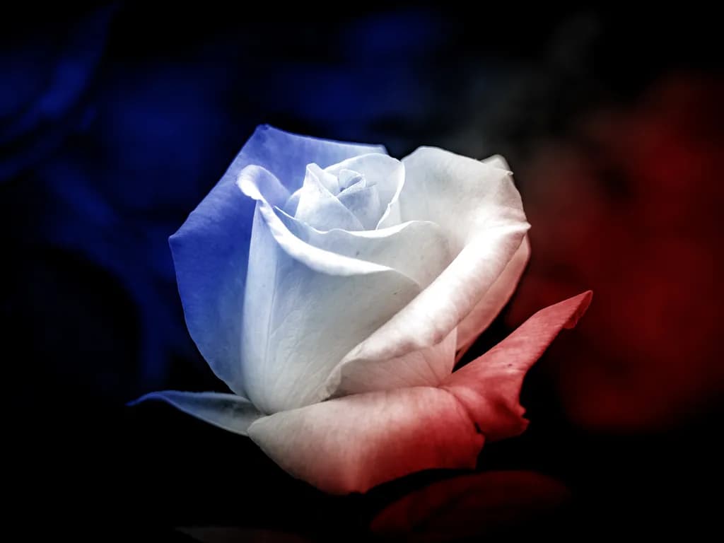 Patriotic Rose
