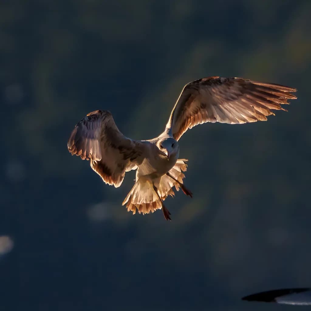 Soaring Grace