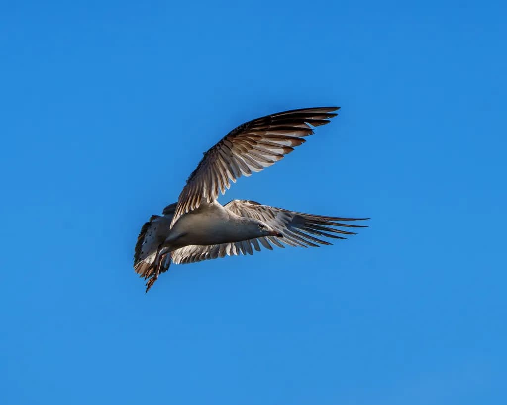 Soaring Freedom