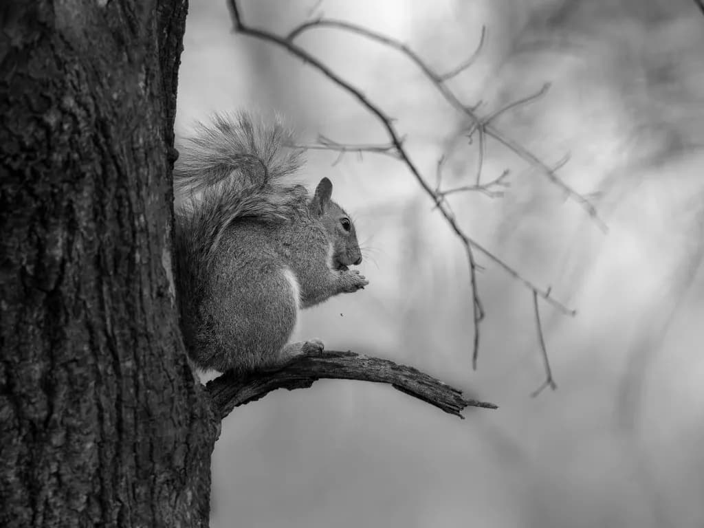 Squirrel Contemplation