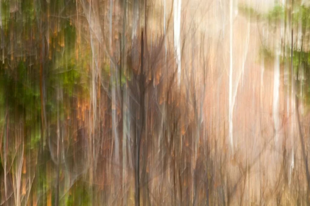 Blurred Forest Essence