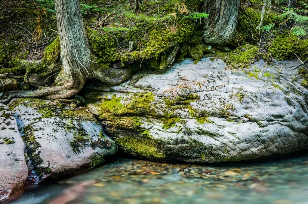 Mossy Riverbank Serenity