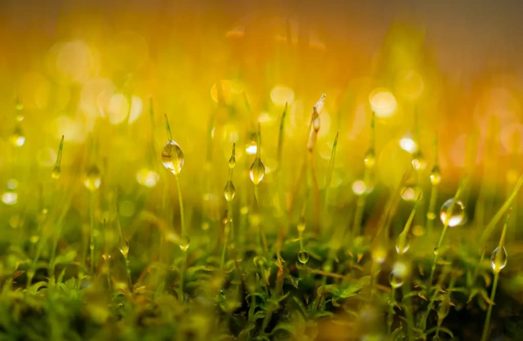 Raindrops on Moss
