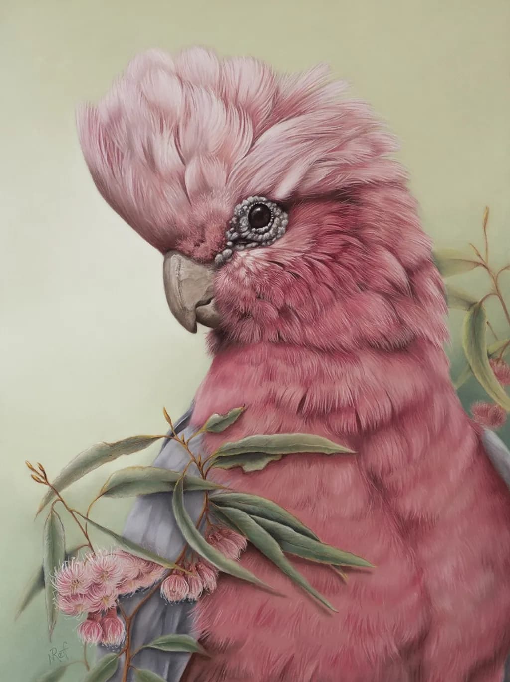 Galah Majesty