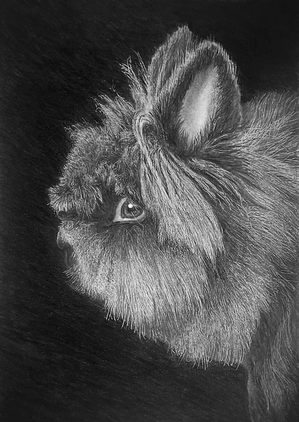 Furry Rabbit Profile