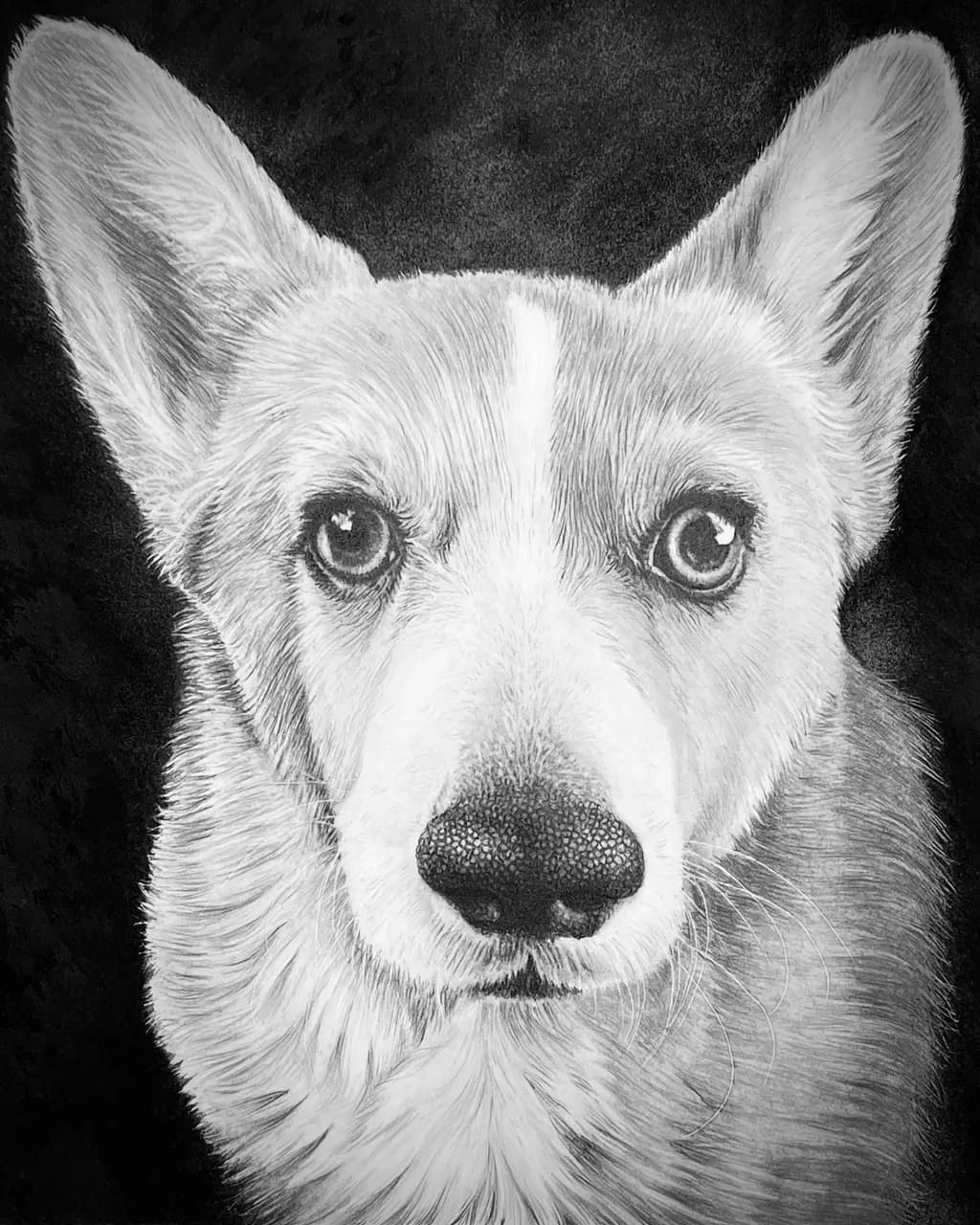 Corgi Close-Up