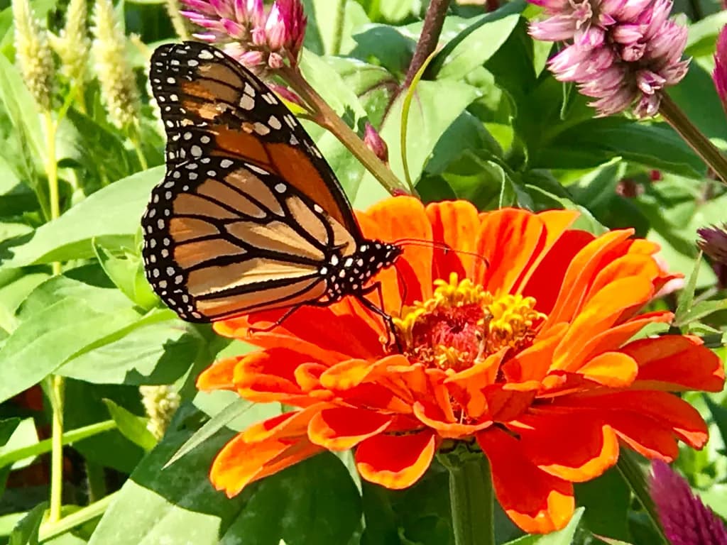 Butterfly Blossom