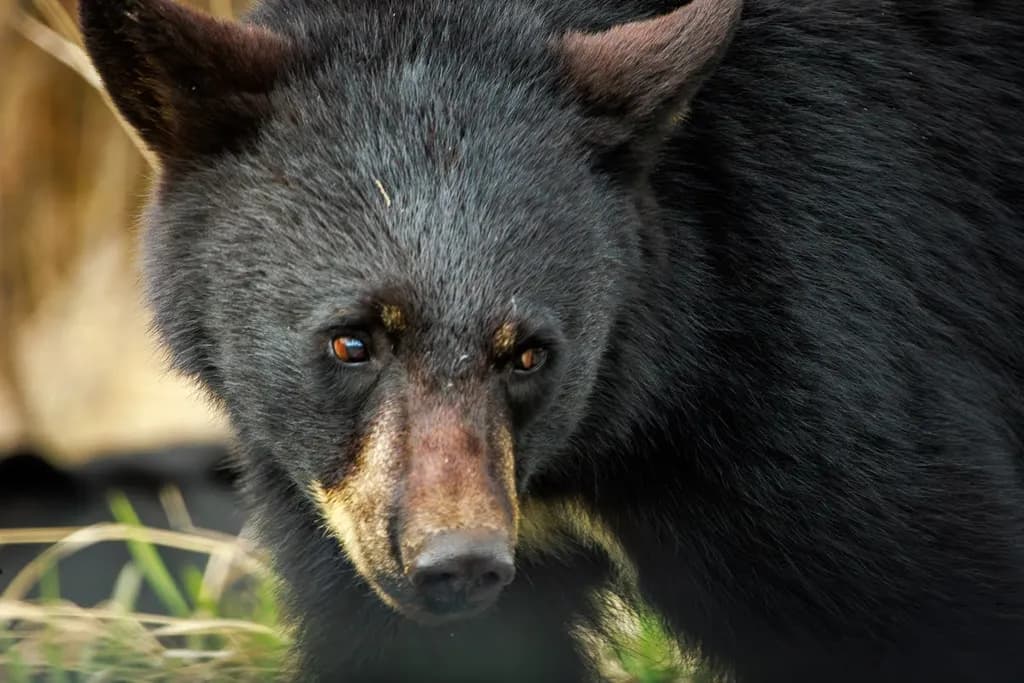 Black Bear Cub Close-Up
